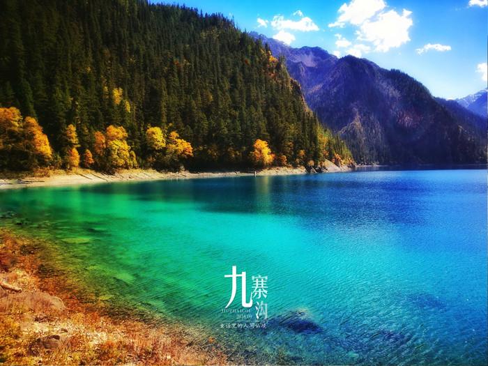 在哪可以免费领玄凤鹦鹉?-专业有问必答平台